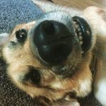 Coco & Hunter - @hunter.coco - Instagram