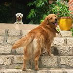Coco & Hunter - @schnauzandthegolden - Instagram