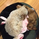 Coco And Hunter - @hunter.coco.cavoodle - Instagram