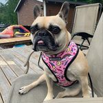 coco hunter - @cocothefrenchy_ - Instagram