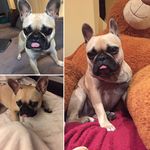 Coco Hunter - @coco_the__frenchie_ - Instagram