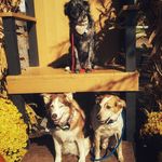(Coco🌈)  Hunter ,Harley & Rebel - @thetrioadventures3 - Instagram