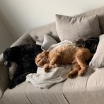 𝙲𝚘𝚌𝚘, 𝙷𝚞𝚗𝚝𝚎𝚛, 𝚀𝚞𝚎𝚕𝚕 - @cocoandherboys - Instagram