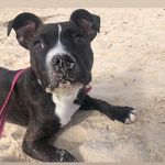 Coco Hunter-Ruth - @lifeofcocothestaffy - Instagram