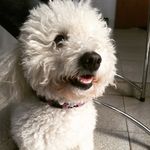 Coco Isabelle - @cocoisabelle1 - Instagram