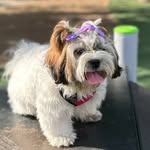 Coco Isabelle 🐶 - @sz_coco - Instagram
