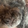 coco - @coco.jiang - TikTok