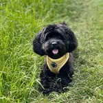 Oreo 🐶 - @oreo_coco_kennedy - Instagram