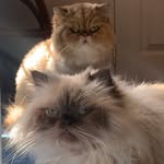 Coco + Lotto Lewis - @cocolottonyc - Instagram