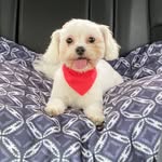 Coco Chanel Lewis - @cocolewis_puppy - Instagram