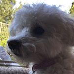 Coco Lewis - @coco_lewispup - Instagram
