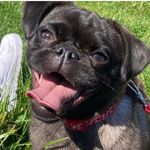 Coco Lewis - @cocothepuggle - Instagram