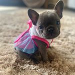 Coco lewis 💓💓sonia frenchie ❣️ - @cocolewis2020_ - Instagram