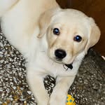 𝐂𝐨𝐂𝐨 || 𝐋𝐚𝐛𝐫𝐚𝐝𝐨𝐫 𝐑𝐞𝐭𝐫𝐢𝐞𝐯𝐞𝐫 🦮🐾 - @_coco_little_ - Instagram