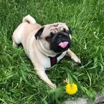 Coco 💗🌸💖 - @coco_little_pug - Instagram