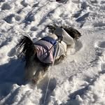 Coco🦴🐾 - @_cocolittledog_ - Instagram