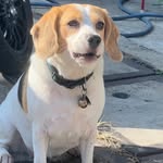 coco🐶 - @coco.little_beagle - Instagram