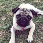 Coco Coco - @cocolittlepug - Instagram