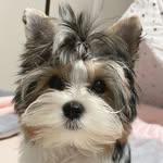 Coco - @coco_littlebiewer - Instagram