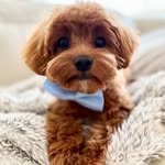 Coco - @coco_littlecavoodle - Instagram
