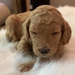 Coco - @coco_littlecoconut - Instagram
