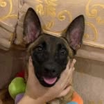 COCO🐶 - @coco_littlelife - Instagram