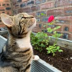🐱Coco - @coco_littlelion - Instagram