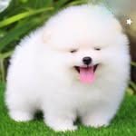 Coco - @cocolittleball - Instagram
