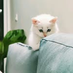 Coco Little - @coco_the_little_meow - Instagram