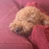 Coco Little Dog - @cocoadventures017 - TikTok