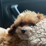 @coco_little_princess.s - Instagram