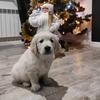 Little Princess Coco ♥️ - @littleprincesscoco - TikTok