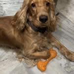 Tiger - @coco_littledog09 - Instagram
