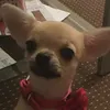 Chelsea - @cocolloyd - TikTok
