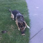 Coco Manning - @doggiecocopops - Instagram