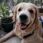 Crime_master_coco - @coco_the_crime_master - Instagram