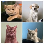 Luna Yara Coco Fenne Maurer - @ronmaurerr - Instagram