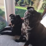 Coco Mavis and Bella Nora - @cocoandbellapugs - Instagram