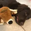 Coco The Lab - @coco.mavis.archer - TikTok