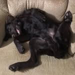 Coco The Lab - @cocomavis_thelab - Instagram