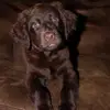 Coco The Lab - @cocomavisarcher - TikTok