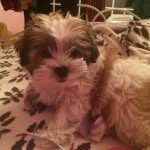 Coco Menard - @everyone_loves_coco - Instagram
