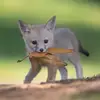 Coco - @coco_meyer - TikTok