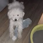 Coco Meyer - @corinne.meyer.9809 - Instagram