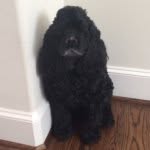 Coco Snickers Miller - @cocomiller_ - Instagram