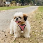 Coco_ mishra - @coco_the_shitzu18 - Instagram