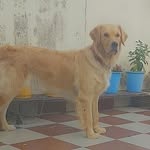 COCO - @coco.mishra - Instagram