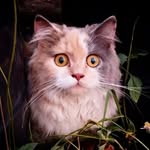 Coco Mishra - @coco_ki_kahani - Instagram