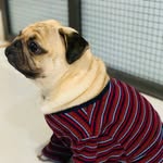 Coco Mishra ❤️ - @thefourleggedfurrbaby - Instagram