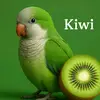 birds مولوعة  🇲🇦Morocco 🇲🇦 - @cocomolinae2025 - TikTok